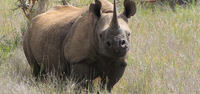 17 WAYS TO END MASS POACHING IN KENYA 17 WAYS TO END MASS POACHING IN KENYA