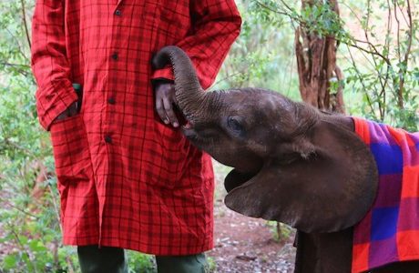 GARMENTS FOR ELEPHANTS GARMENTS FOR ELEPHANTS