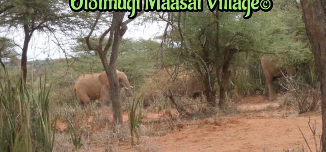 Facts about elephants Facts about elephants