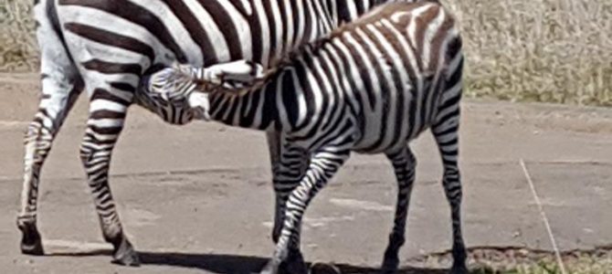 The Grevy Zebra population at risk