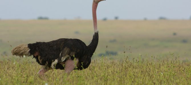Fascinating facts about the world’s largest bird