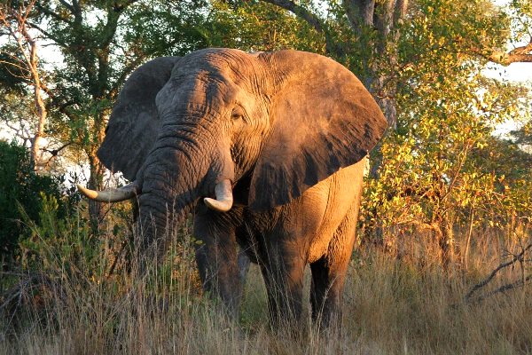 Climate change and its effects on wildlife.