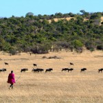 WALKING SAFARIS