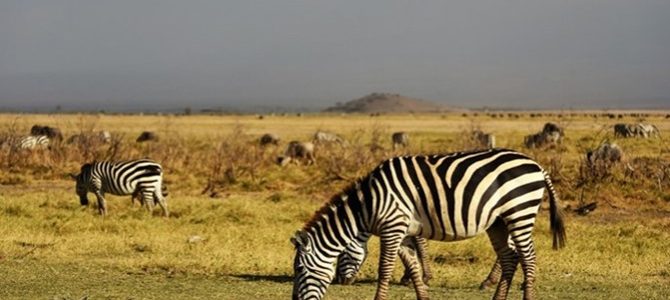 Drought in Kenya a threat to wildlife