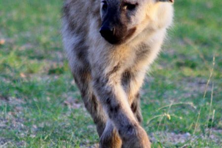 11 creepy facts about the hyenas