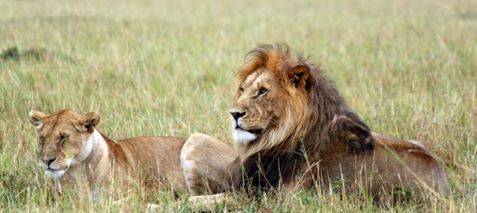 5 scary facts about lions you should know