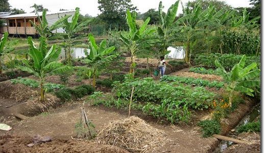 IS PERMACULTURE THE FUTURE OF CONSERVATION?