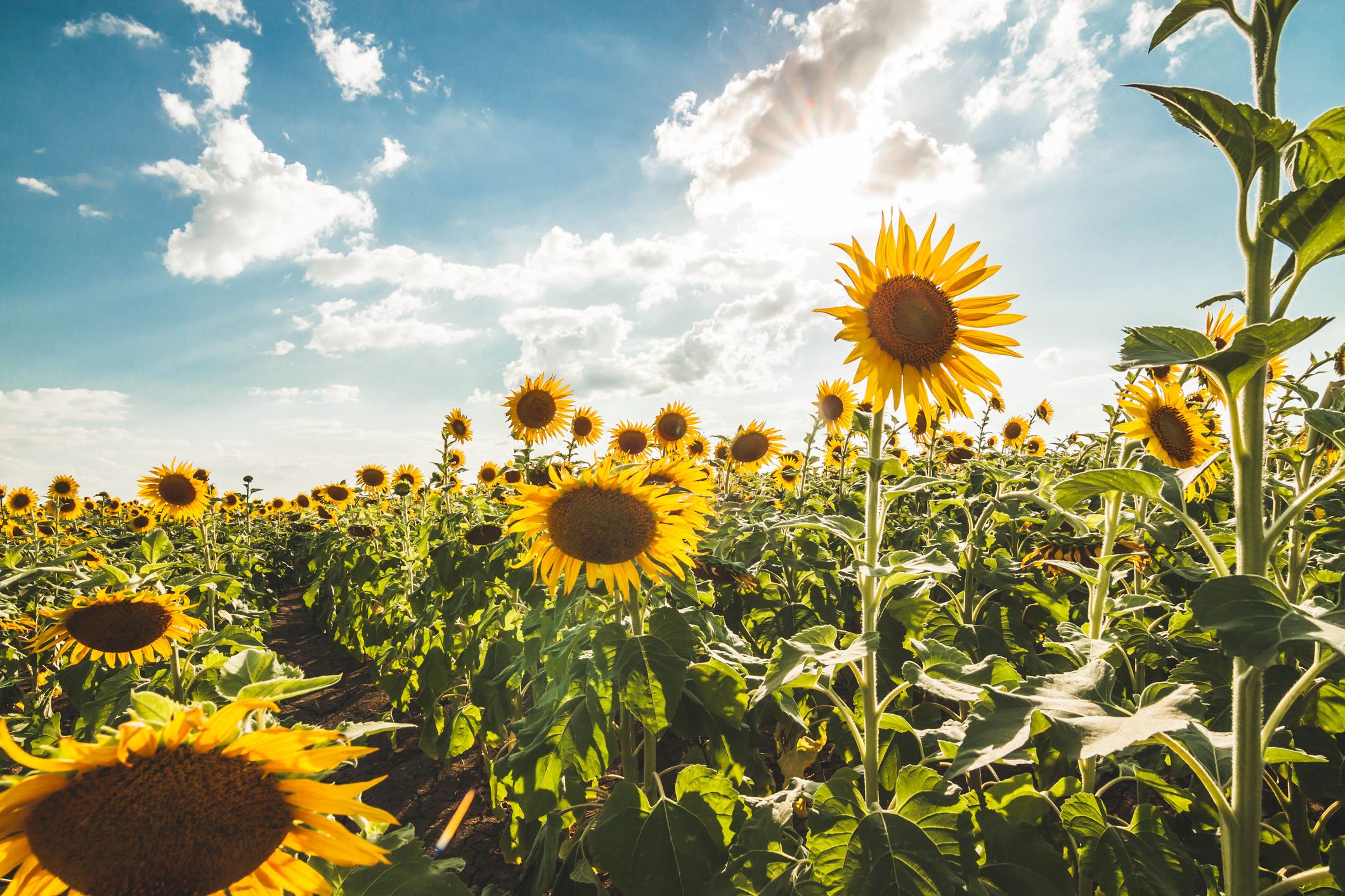 Sunflowers в поле